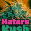 mature kush microgenetica