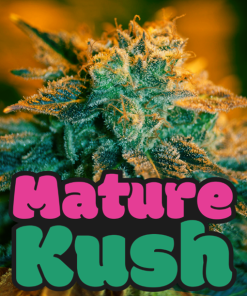 mature kush microgenetica