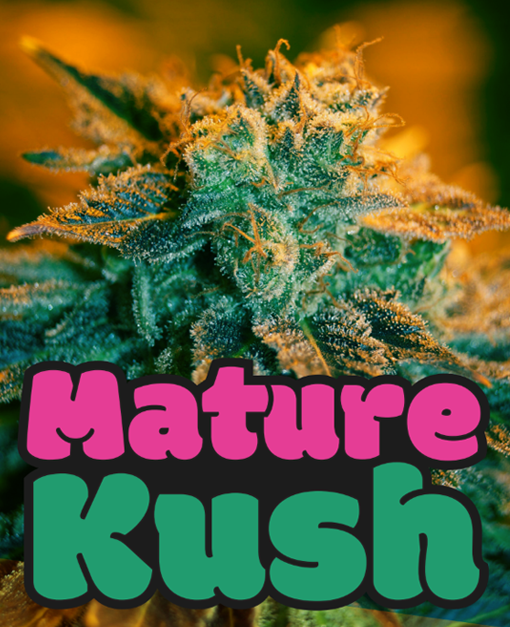 mature kush microgenetica