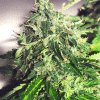 ministry auto cnnabislight