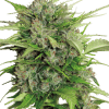 serious auto ak47