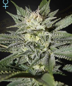 King’s Kush CBD - Femminizzati Stagionali