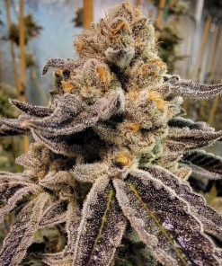 Black Rainbow Sherbert - Femminizzati Stagionali