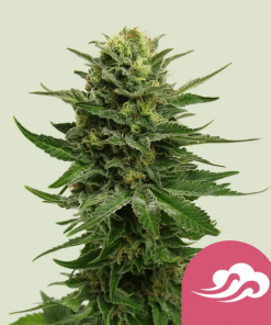 blue mystic