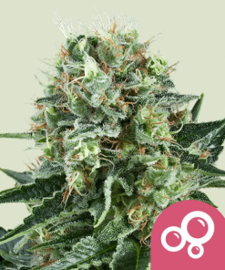 bubble kush