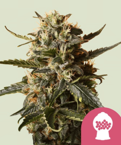 bubblegum xl