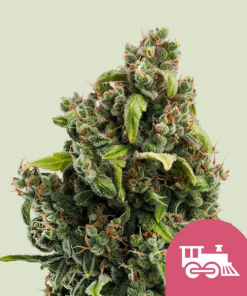 candy kush express fast flowering