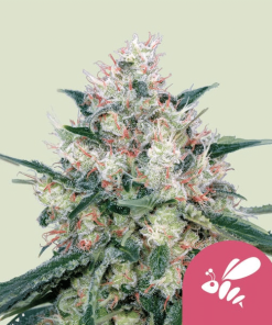honey cream fast flowering