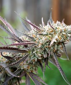 Ice Cream Cake Fast Flowering - Femminizzati Stagionali