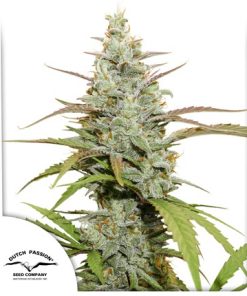 Mokum's Tulip - Femminizzati Stagionali