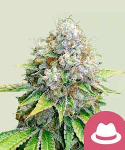 og kush