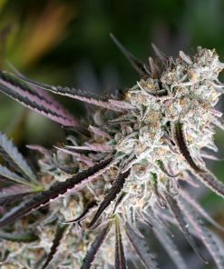 Peanut Butter Breath Fast Flowering - Femminizzati Stagionali