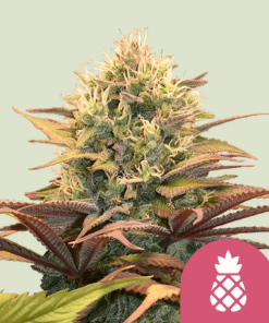 pineapple kush