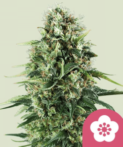 power flower
