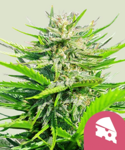 royal cheese fast flowering