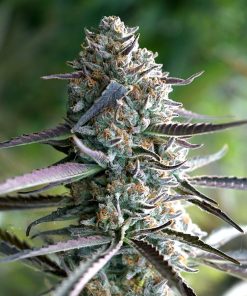 Runtz Fast Flowering - Femminizzati Stagionali