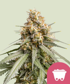 shining silver haze
