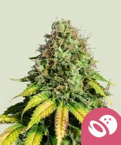 somango xl