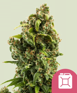 sour diesel