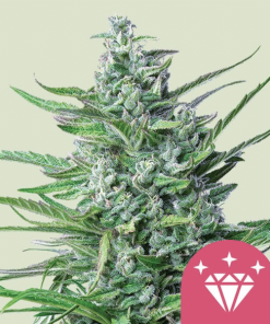 special kush 1