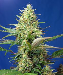 Sweet Pure Auto CBD - Autofiorenti Femminizzati