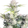 ak auto