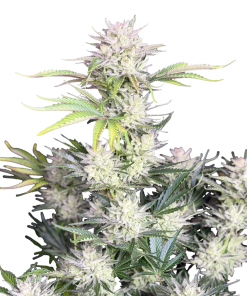 ak auto