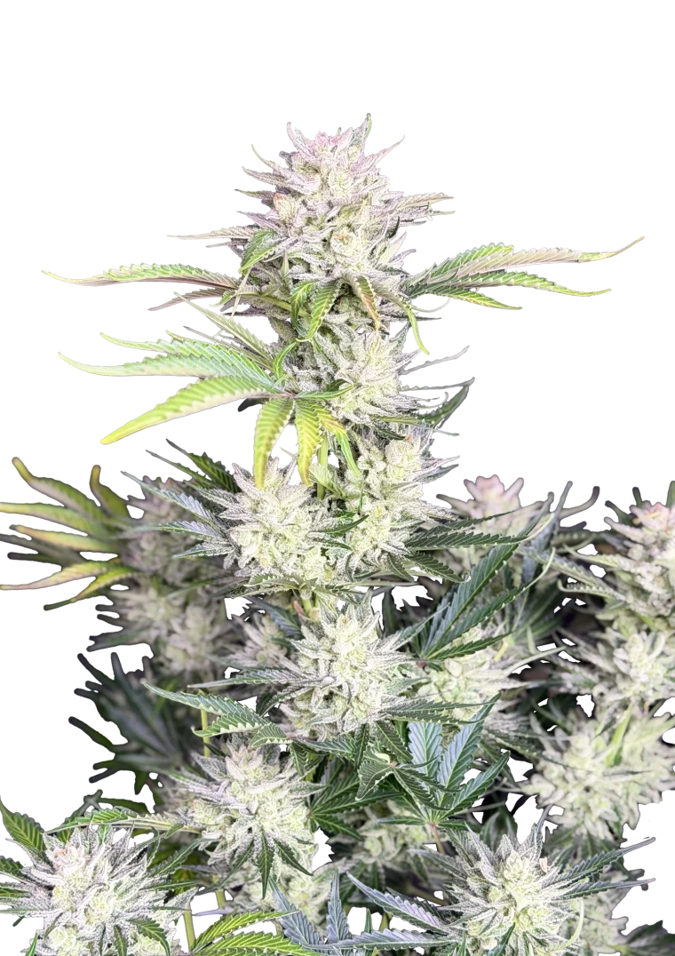 ak auto
