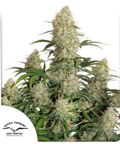 Auto Critical Orange Punch - Autofiorenti Femminizzati