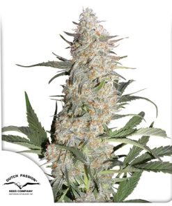 Critical Orange Punch - Femminizzati Stagionali