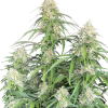 jack herer auto