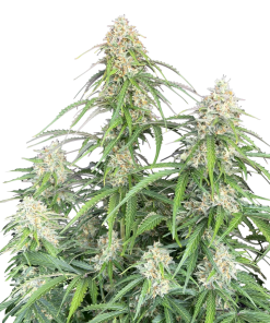 jack herer auto
