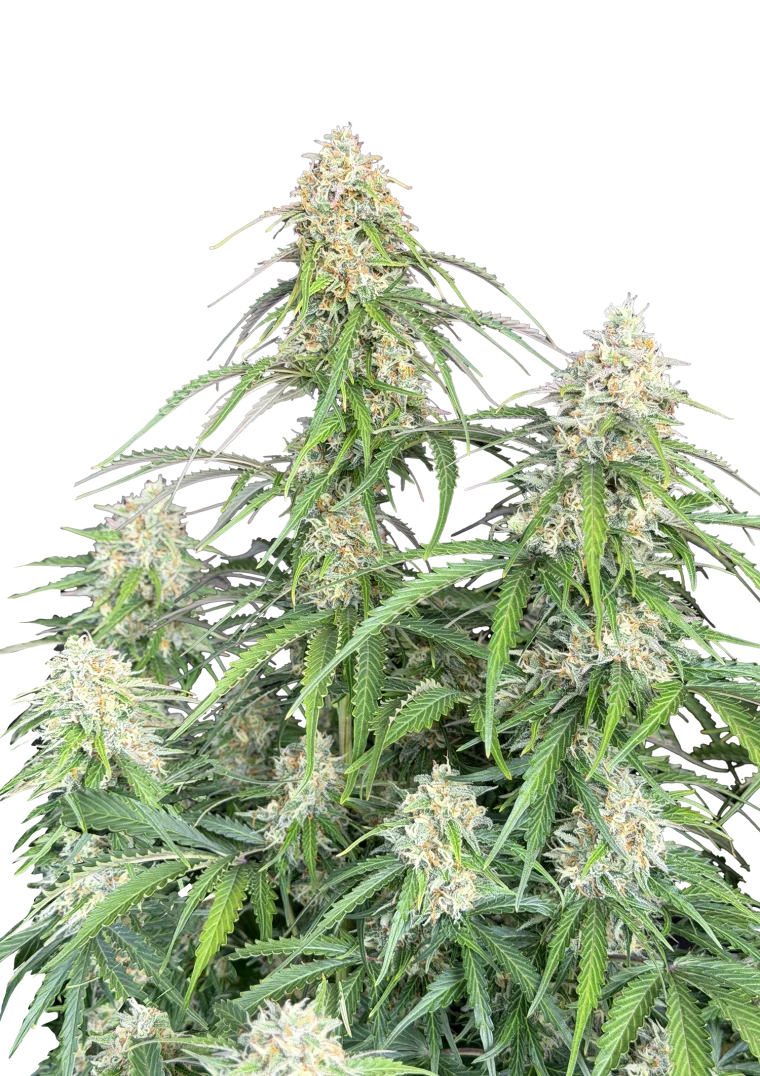 jack herer auto