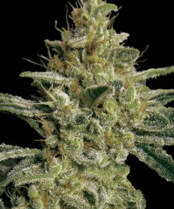 Allkush - Femminizzati Stagionali