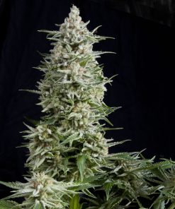 Amnesia Gold - Femminizzati Stagionali