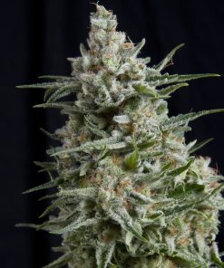 Anesthesia - Femminizzati Stagionali
