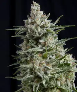 Anesthesia - Femminizzati Stagionali