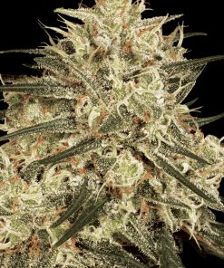 Atomical Haze - Femminizzati Stagionali