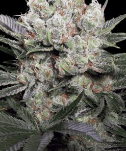 Californian Gold - Femminizzati Stagionali