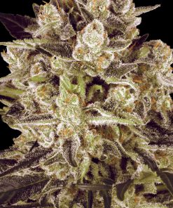 Durga Mata II CBD - Femminizzati Stagionali