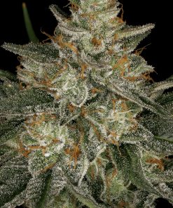 Dutch Kush - Femminizzati Stagionali
