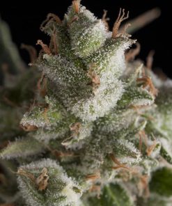 Fresh Candy - Femminizzati Stagionali