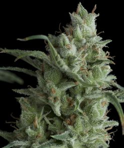 Kryptonite - Femminizzati Stagionali