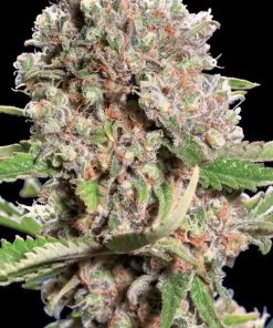 Mendocino Skunk - Femminizzati Stagionali