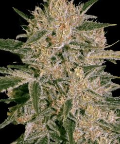 Nebula II CBD - Femminizzati Stagionali