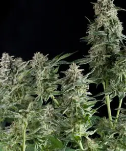Northern Lights - Femminizzati Stagionali