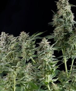 Northern Lights CBD - Femminizzati Stagionali