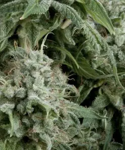Auto Northern Lights CBD - Autofiorenti Femminizzati