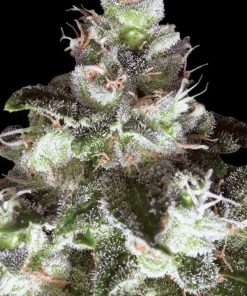 Original White Widow - Femminizzati Stagionali