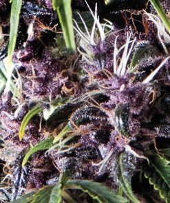 Auto Purple - Autofiorenti Femminizzati